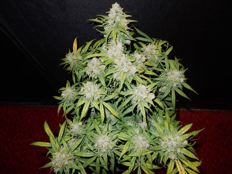 CBD Crack Auto, Фасовка: 5, изображение 3